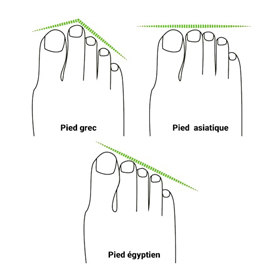 morphologie du pied